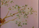 Wall Art by Allyson, Spring Scene, girls landscape mural,pink tree mural, spring mural,mural, wall art